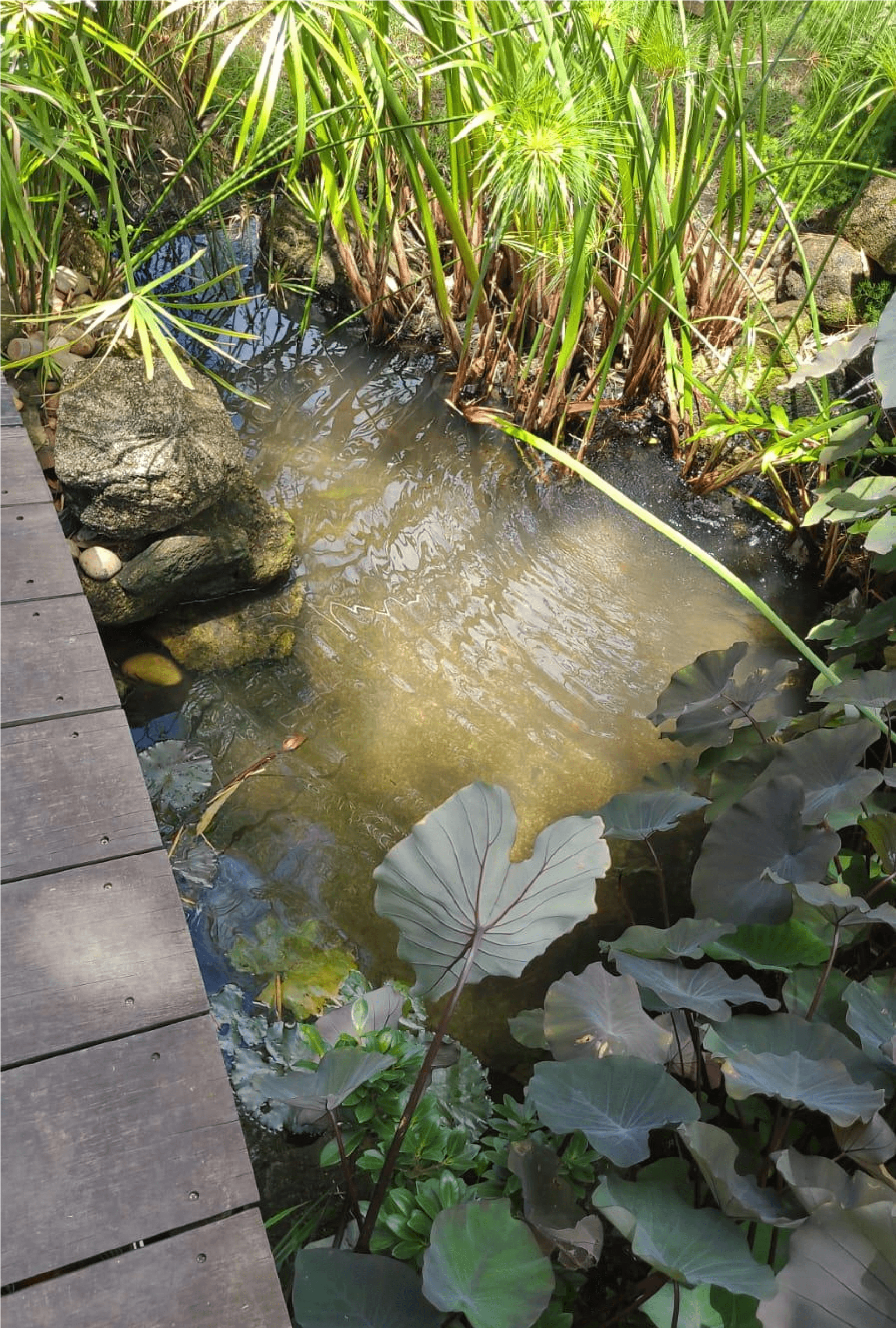 Jardim Japonês Musashi do Brasil - Imagem 4